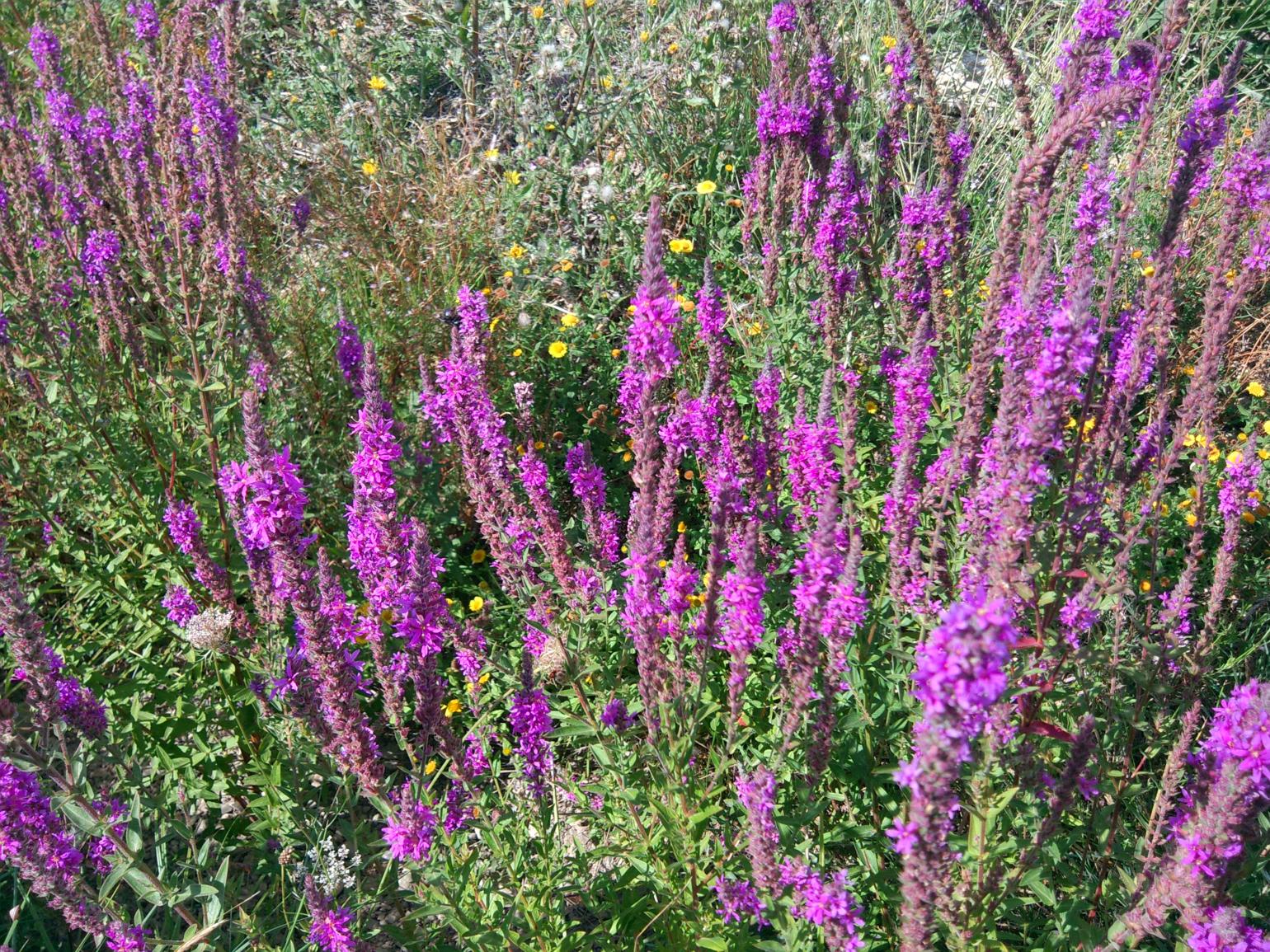 Loosestrife, Purple